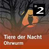 Tiere der Nacht: Ohrwurm