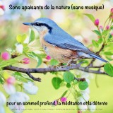 Sons apaisants de la nature (sans musique) pour un sommeil profond, la méditation et la détente