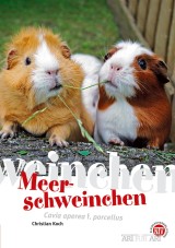 Meerschweinchen