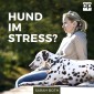 Hund im Stress