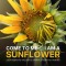 Come to Me: I Am a Sunflower
