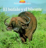 El búfalo y el bisonte