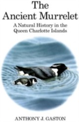 Ancient Murrelet