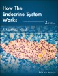 How the Endocrine System Works